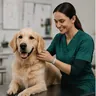 A vet examining a dog at the practice